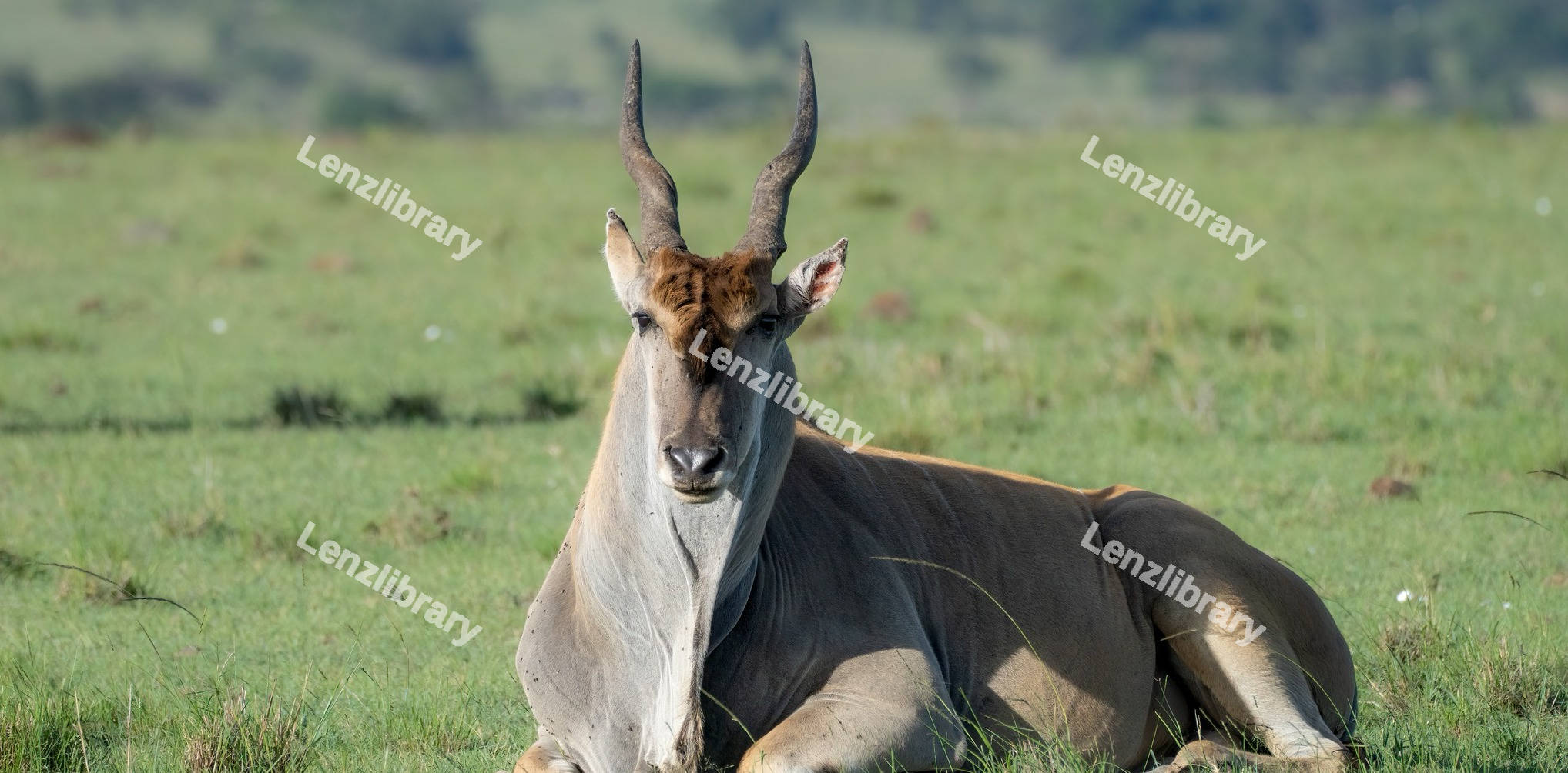 Common Eland